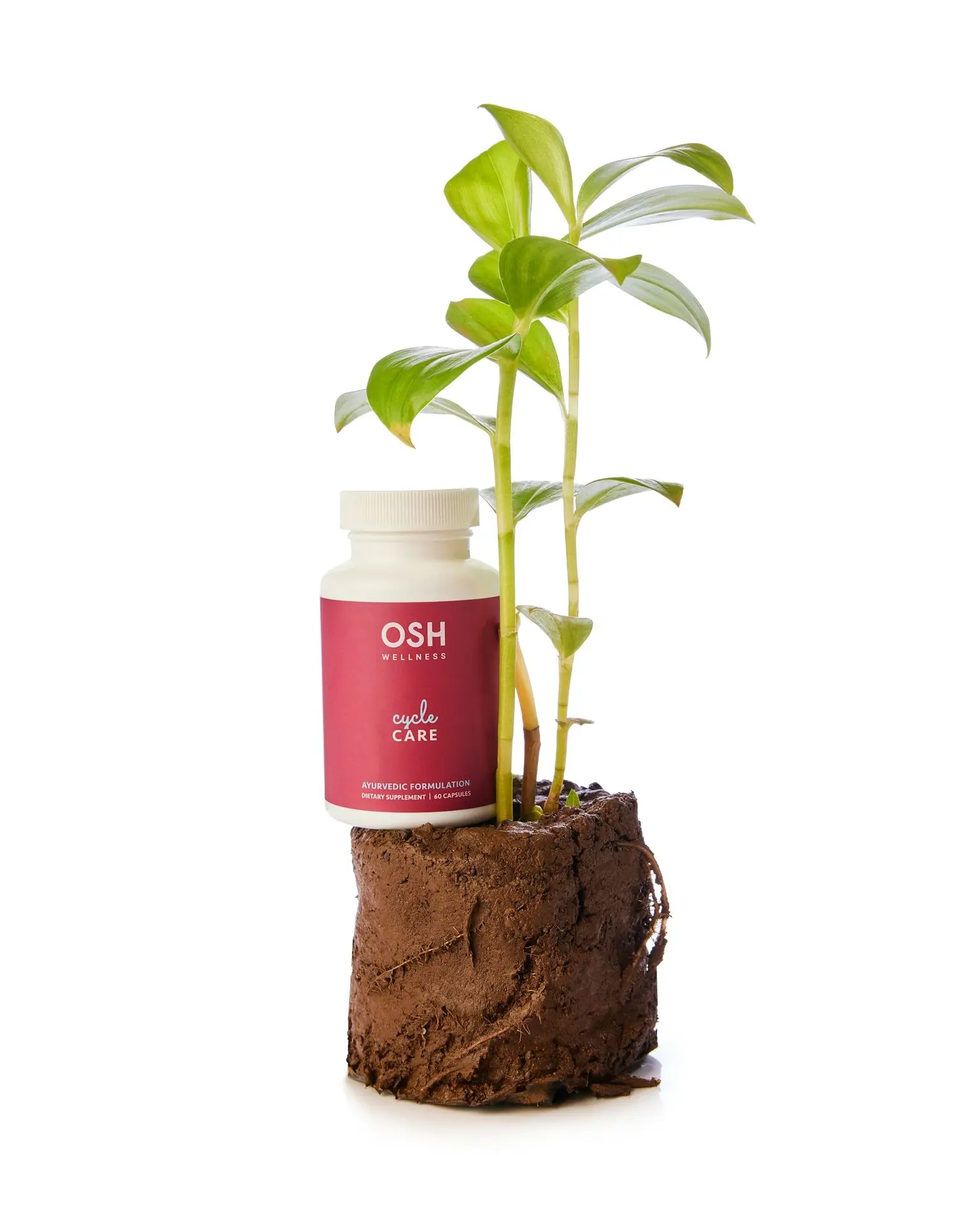 A plant growing out of a rock next to a bottle of h2o